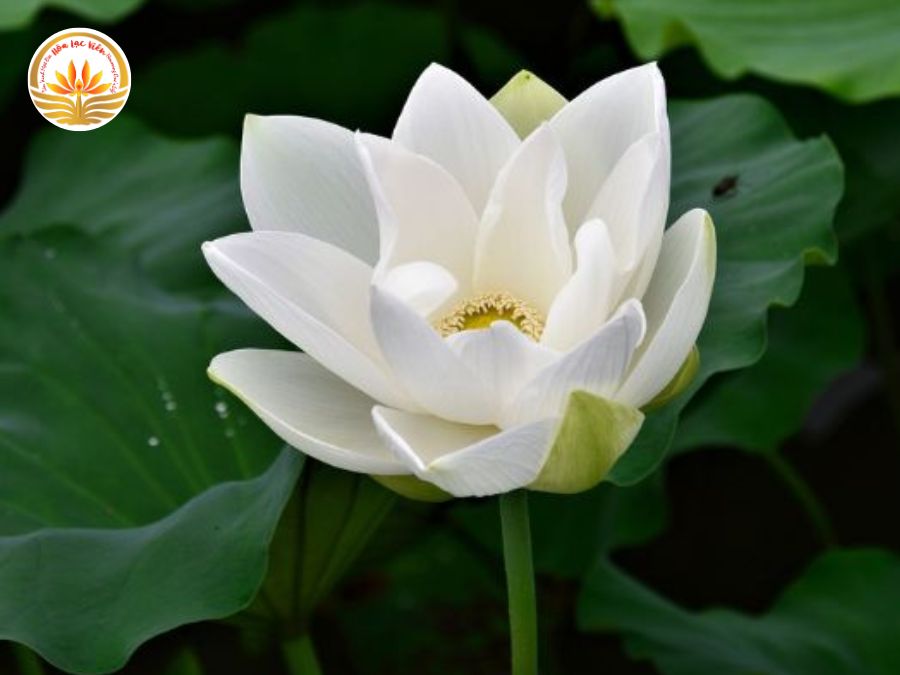 Một lời cảm tạ đám hiếu trang trọng cần có một cấu trúc rõ ràng