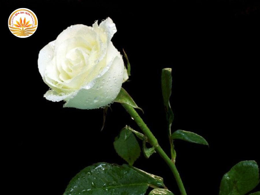 Hoa hồng trắng đám tang là một loại hoa rất phù hợp để viếng người đã khuất